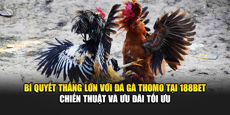Đá Gà Thomo Sôi Động Với Sự Hỗ Trợ Từ Nhà Cái 188Bet 3 Bí quyết thắng lớn với đá gà Thomo tại 188Bet - Chiến thuật và ưu đãi tối ưu