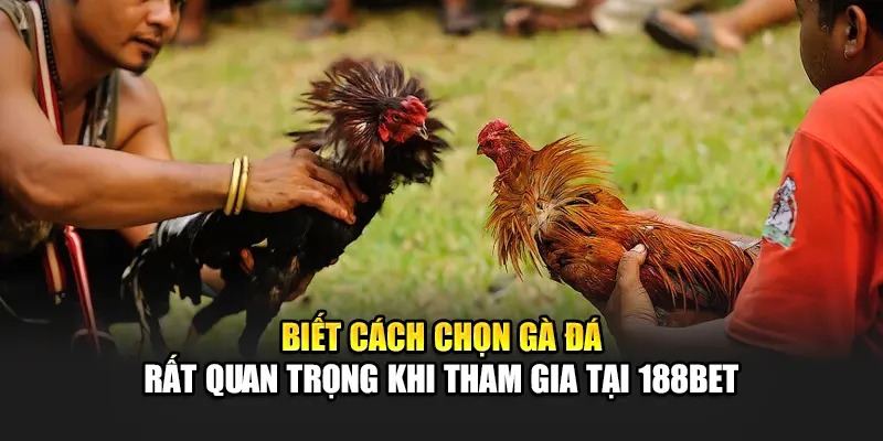 Cách Chọn Gà Đá Chuẩn Nhất Giúp Tăng Cơ Hội Thắng Tại 188Bet 1 Biết cách chọn gà đá rất quan trọng khi tham gia tại 188Bet