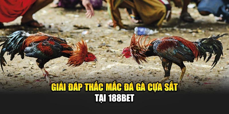 Đá Gà Cựa Sắt Cược Lớn, Thưởng Cao Chỉ Có Tại 188Bet 3 Giải đáp thắc mắc đá gà cựa sắt tại 188Bet