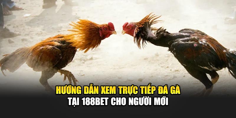 Trực Tiếp Đá Gà Đỉnh Cao Với Hình Ảnh Sắc Nét Tại 188Bet 2 Hướng dẫn xem trực tiếp đá gà tại 188Bet cho người mới