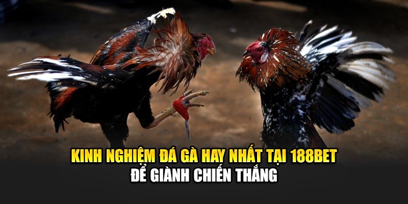 Kinh Nghiệm Đá Gà Hay Nhất, Tăng Cơ Hội Thắng Cùng 188Bet 2 Kinh nghiệm đá gà hay nhất tại 188Bet để giành chiến thắng