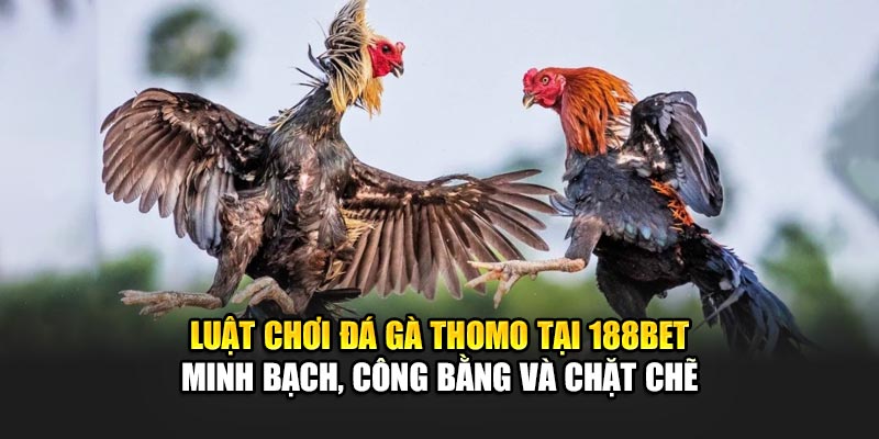 Đá Gà Thomo Sôi Động Với Sự Hỗ Trợ Từ Nhà Cái 188Bet 2 Luật chơi đá gà Thomo tại 188Bet - Minh bạch, công bằng và chặt chẽ