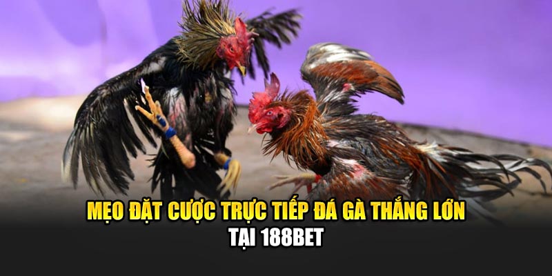 Trực Tiếp Đá Gà Đỉnh Cao Với Hình Ảnh Sắc Nét Tại 188Bet 3 Mẹo đặt cược trực tiếp đá gà thắng lớn tại 188Bet